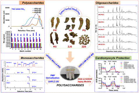 杨文志团队在carbohydrate polymers发表人参多糖研究最新成果-天津